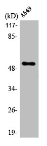 CHRM4 Antibody