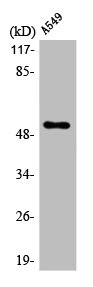 CHRM4 antibody