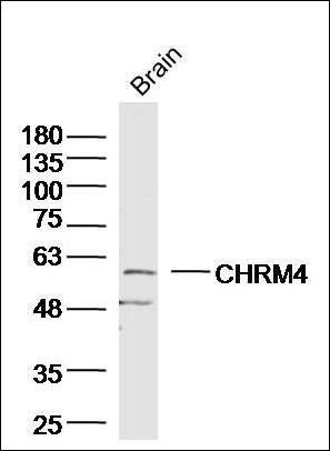 CHRM4 antibody