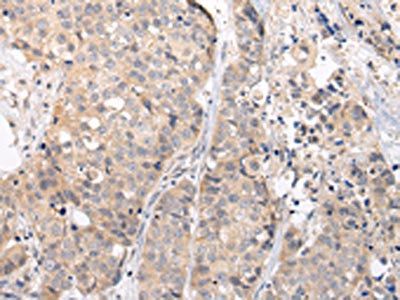 CHRM5 Antibody