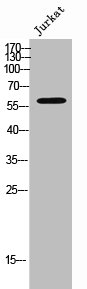 CHRM5 antibody