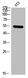 CHRNA1 antibody