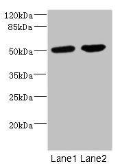 CHRNA10 antibody