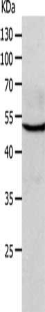 CHRNA10 antibody