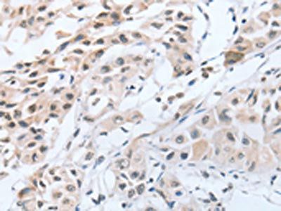 CHRNA10 Antibody