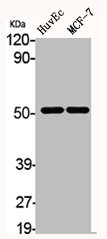 CHRNA10 antibody