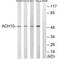 CHRNA10 antibody