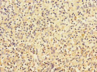 CHRNA2 Antibody