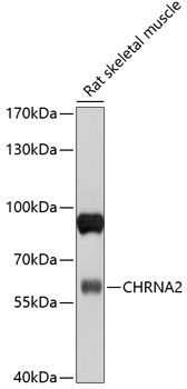 CHRNA2 antibody