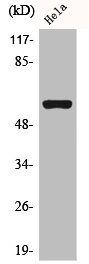 CHRNA3 antibody