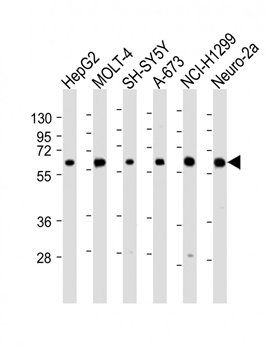 CHRNA4 antibody