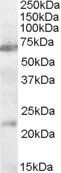 Goat anti-CHRNA4 (aa29-43) Antibody