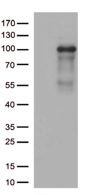 CHRNA5 antibody