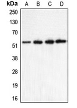 CHRNA5 antibody