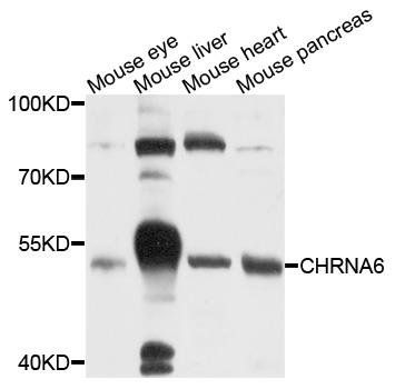 CHRNA6 antibody