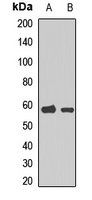 CHRNA6 antibody