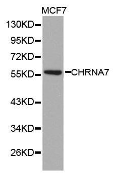 CHRNA7 antibody