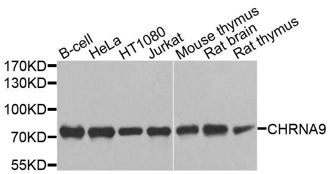 CHRNA9 antibody