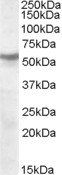 CHRNB1 antibody