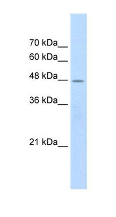 CHRNB2 antibody