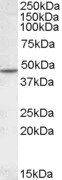 Goat anti-CHRNB2 Antibody