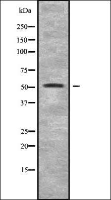 CHRNB3 antibody