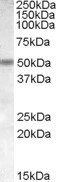Goat anti-CHRNB3 Antibody