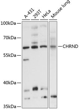 CHRND antibody