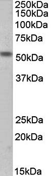 Goat anti-ACHRE / CHRNE Antibody