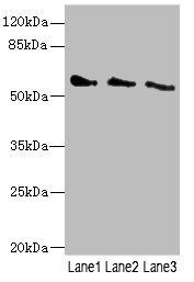 CHRNG antibody