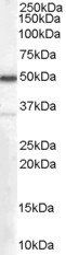 Goat anti-Chromogranin A precursor Antibody