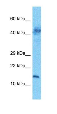CHSP1 antibody