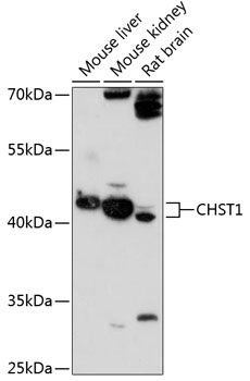 CHST1 antibody