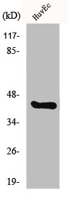 CHST10 antibody