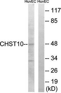 CHST10 antibody