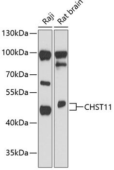 CHST11 antibody
