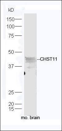 CHST11 antibody