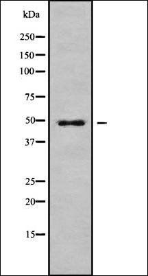 CHST12 antibody