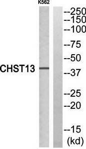 CHST13 antibody