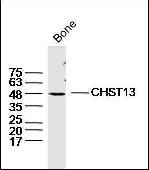 CHST13 antibody
