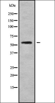 CHST3 antibody