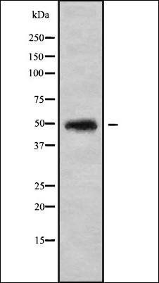 CHST5 antibody