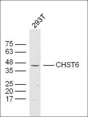 CHST6 antibody