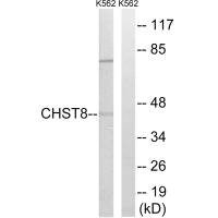 CHST8 antibody