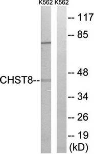 CHST8 Antibody