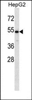 CHST9 antibody