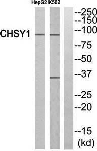 CHSY1 antibody