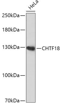 CHTF18 antibody