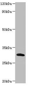 Chymotrypsin-like elastase family member 2A antibody