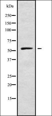 CI098 antibody